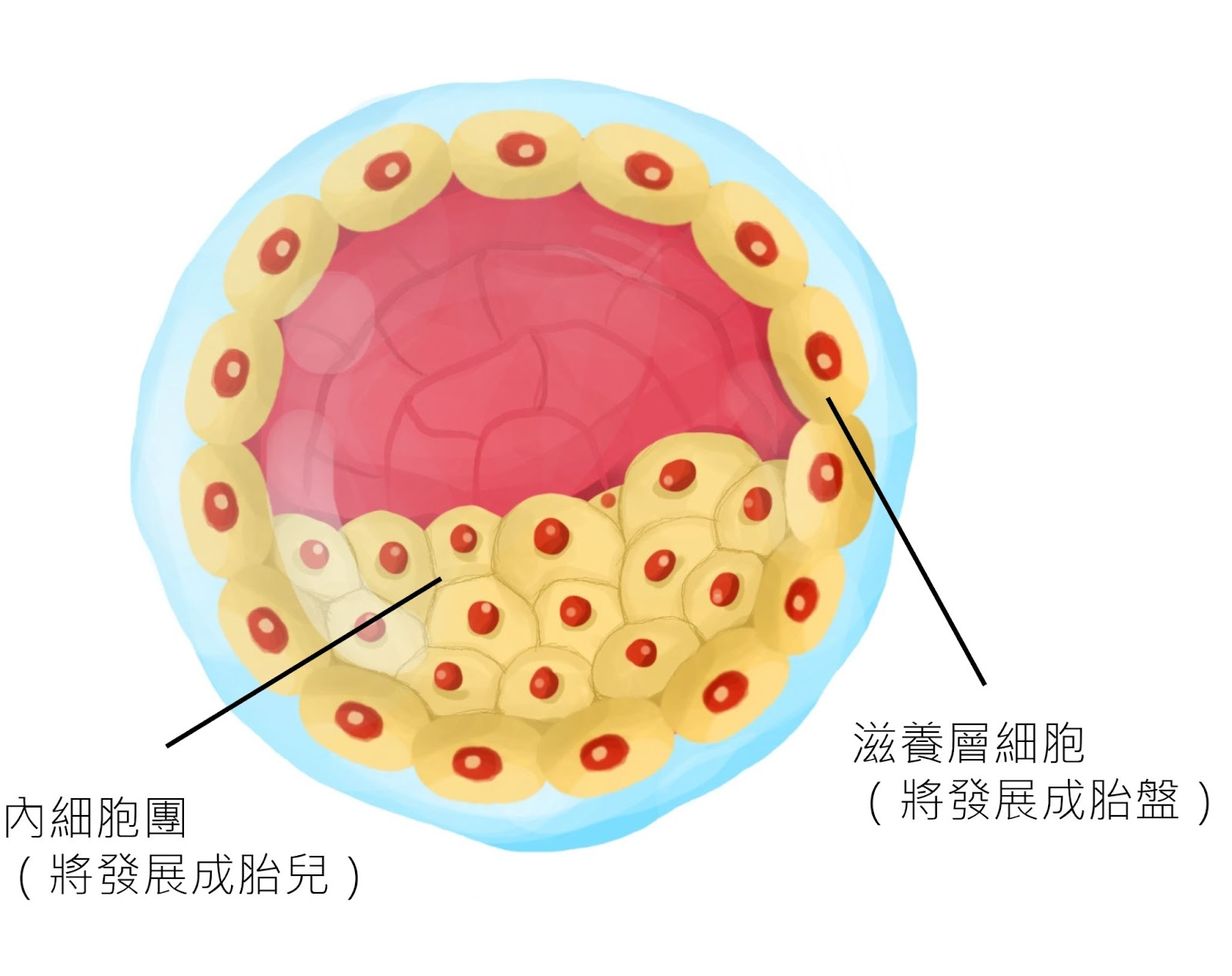🌱子宫内膜薄如纸？你的